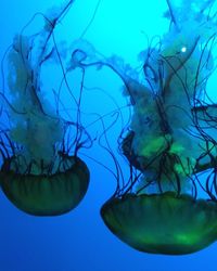 Close-up of jellyfish swimming in sea