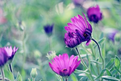 Close-up of pink pollinating on purple flowering plant