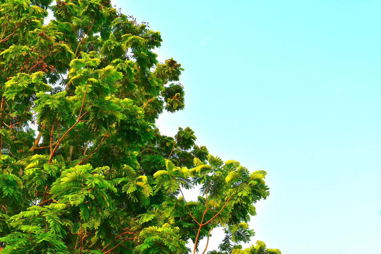 Tropical lushly green leaves in bright sunshine