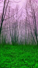 Trees on grassy field