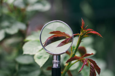 Close-up of red flowering plant
