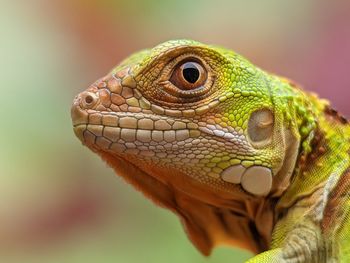 Iguana Reptile