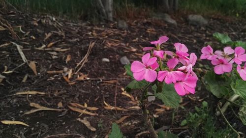 Pink flower blooming on field