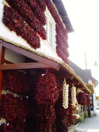 Low angle view of red house hanging on plant by building