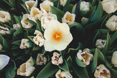 Close-up of flowers blooming outdoors