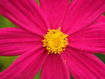 Close-up of pink flower