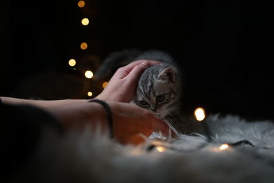 Close-up of cat sleeping