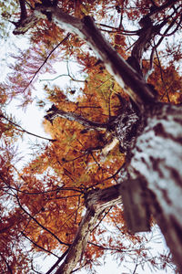 Low angle view of trees in forest during winter