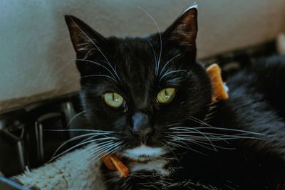 Close-up portrait of black cat