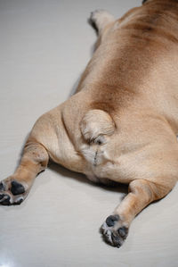 Close-up of a dog sleeping on floor