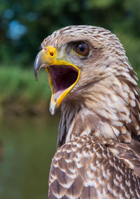 Close-up of yellow-billed kite squawking outdoors