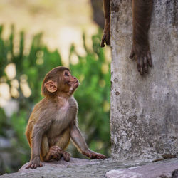 Lion looking away while sitting on rock