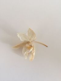 Close-up of wilted flower against white background