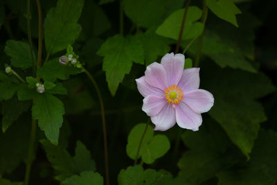 Close-up of pink flowering plant