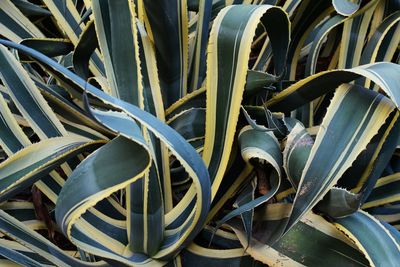 Full frame shot of succulent plants