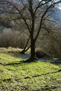 Bare trees on grassy field