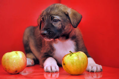 Portrait of dog