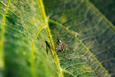 Mosquitos can transmit diseases such as malaria, yellow or dengue fever or the zika virus via a bite