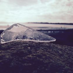 Close-up of crab on beach against sky