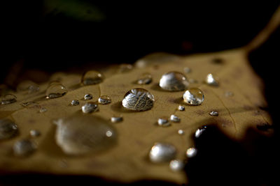 Close-up of water drops on leaf