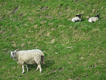 Sheep grazing on field