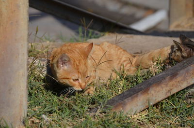 Cat sleeping in grass