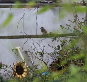 Bird perching on a tree