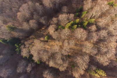 Full frame shot of trees in forest