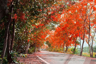 Footpath in forest