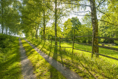 Scenic view of forest