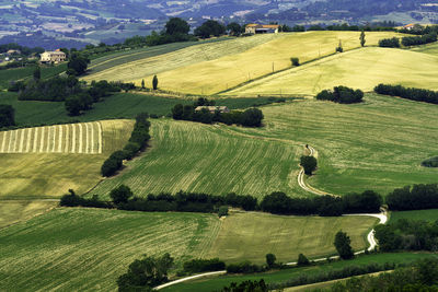 Scenic view of agricultural field