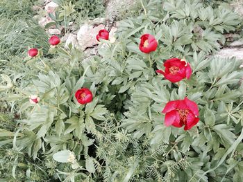 Close-up of red poppies growing on plant