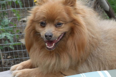 Close-up portrait of dog