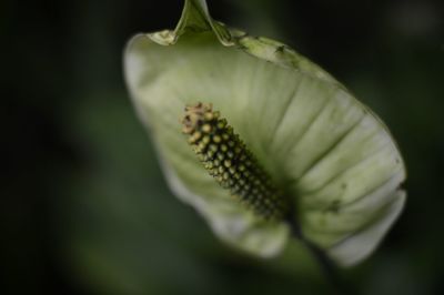 Close-up of flowers against blurred background