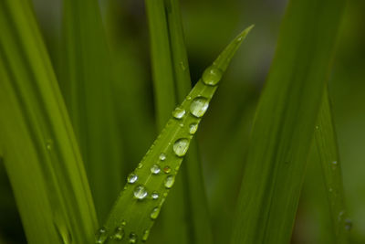Close-up of water drops on green leaves during rainy season
