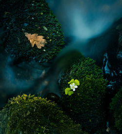 Beautiful wood sorrel flowers blooming on a forest ground. 