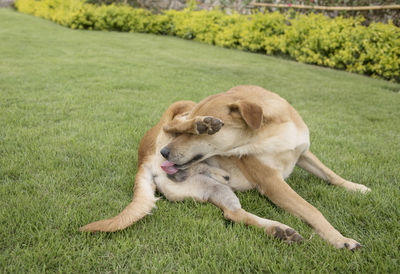 High angle view of dog relaxing on field