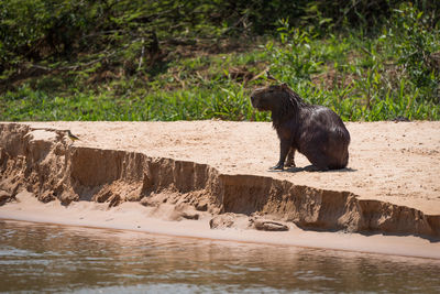 Capybara and birds by stream in forest