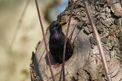 Low angle view of bird perching on tree