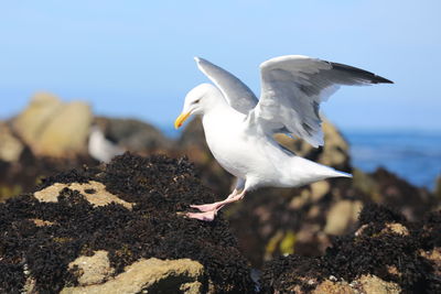 Birds in flight