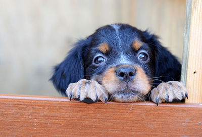 Close-up portrait of a dog