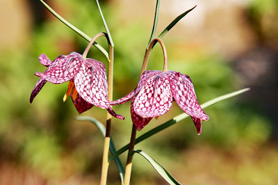 Close-up of purple flowering plant