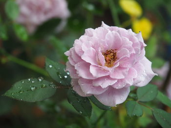Close-up of wet pink flower