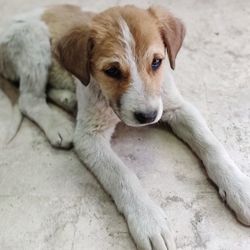 Portrait of dog resting on floor