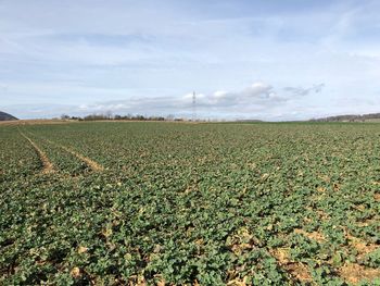 Scenic view of agricultural field against sky