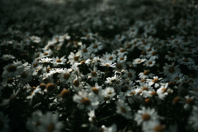 Close-up of white flowering plants on field