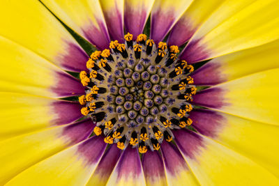 Full frame shot of purple flower