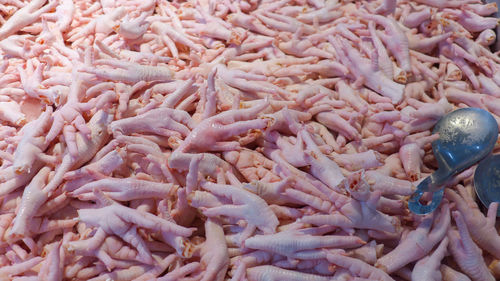 Full frame shot of fish