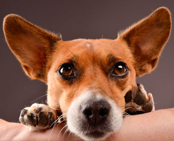 Close-up portrait of dog