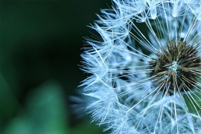 Close up of dandelion